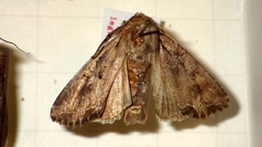 Lacanobia suasa