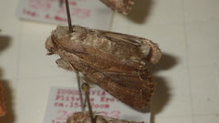 Lacanobia suasa