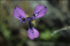 Moraea tripetala tripetala