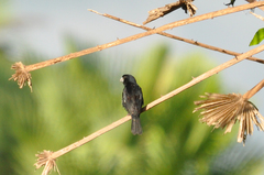 Sporophila crassirostris
