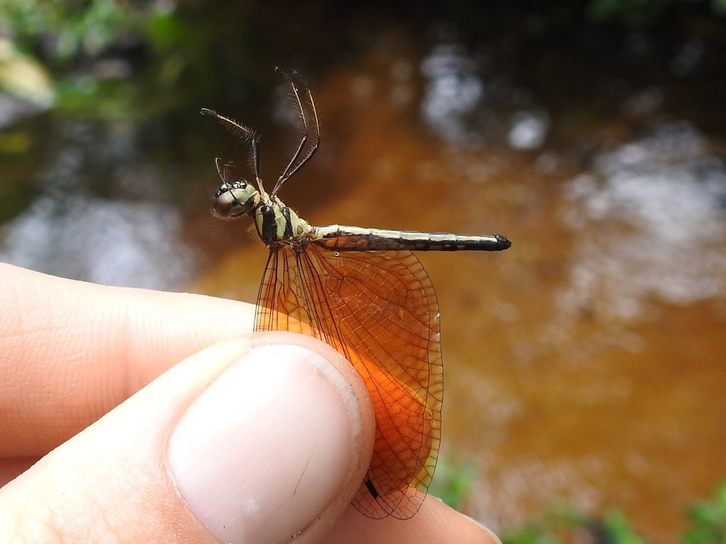 Neophyidae