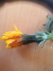 Asteraceae
