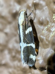 Epilechia catalinella