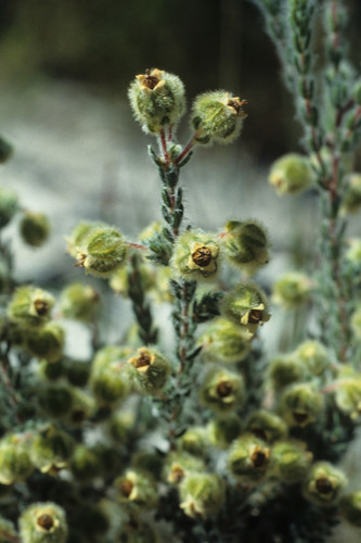 Image of Erica capitata by (c) Tom Lloyd Evans, some rights reserved (CC BY-SA)