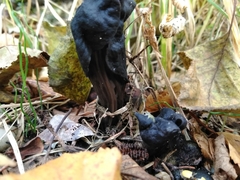 Helvella vespertina