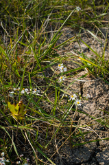 Symphyotrichum pilosum pilosum