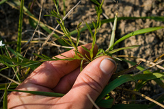 Symphyotrichum pilosum pilosum