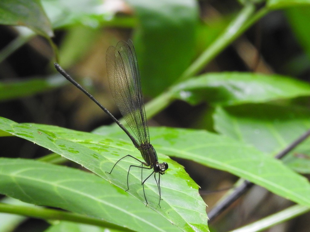 Emerald Demoiselle