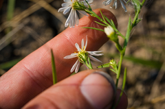 Symphyotrichum pilosum pilosum