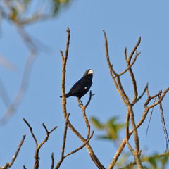 Sporophila crassirostris