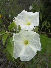 Ipomoea rzedowskii