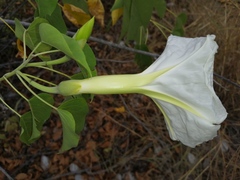 Ipomoea rzedowskii