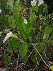 Ipomoea rzedowskii