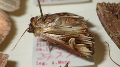 Actinotia polyodon