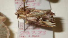Actinotia polyodon