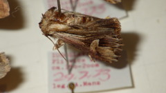 Actinotia polyodon