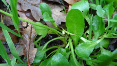 Bellis perennis