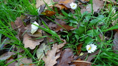 Bellis perennis