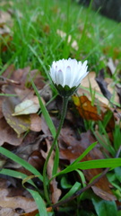Bellis perennis