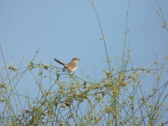 Prinia buchanani