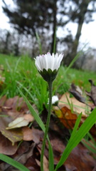 Bellis perennis