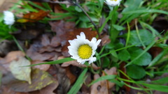 Bellis perennis