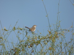 Prinia buchanani
