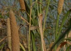 Iduna