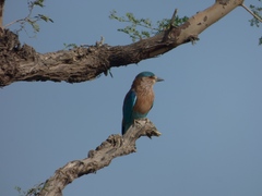 Coracias benghalensis