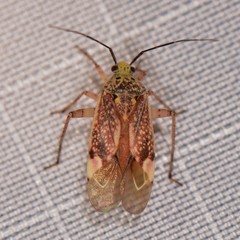 Taedia