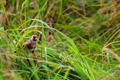Carduelis carduelis