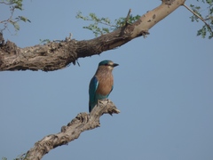Coracias benghalensis