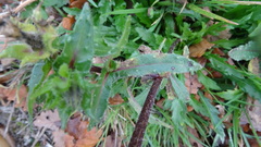 Helminthotheca echioides