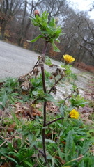 Helminthotheca echioides