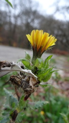 Helminthotheca echioides