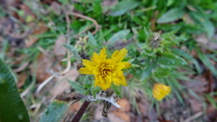 Helminthotheca echioides