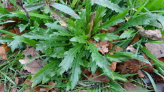 Helminthotheca echioides