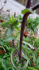 Helminthotheca echioides