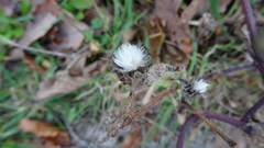 Helminthotheca echioides