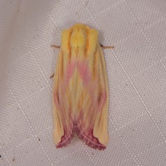 Thurberiphaga diffusa