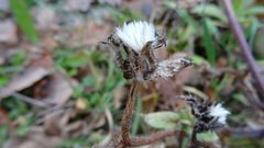 Helminthotheca echioides