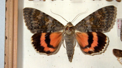 Catocala elocata