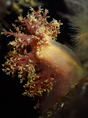 Dendronotus lacteus