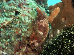 Cyclichthys orbicularis