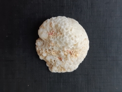 Mollusca