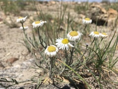 Erigeron pumilus pumilus