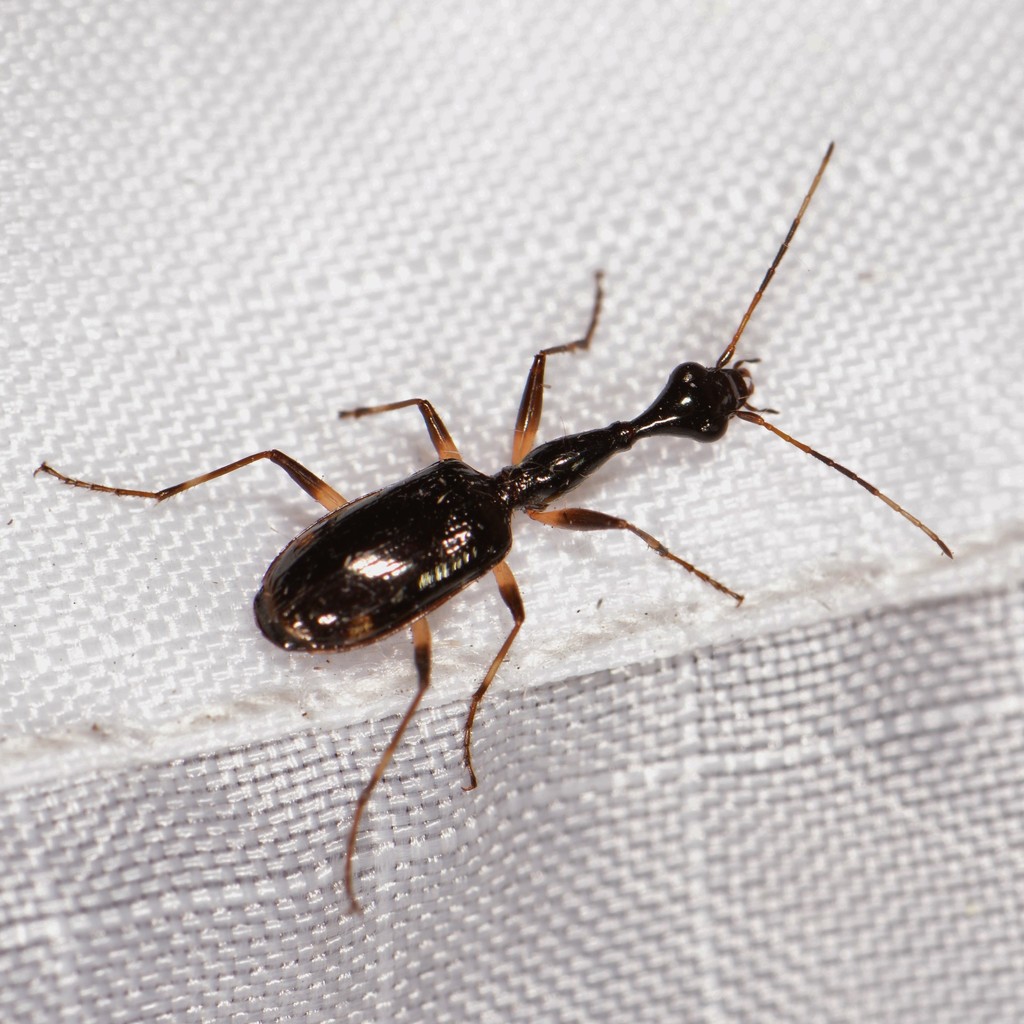 Colliuris lioptera