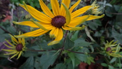 Rudbeckia