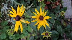 Rudbeckia