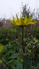 Rudbeckia